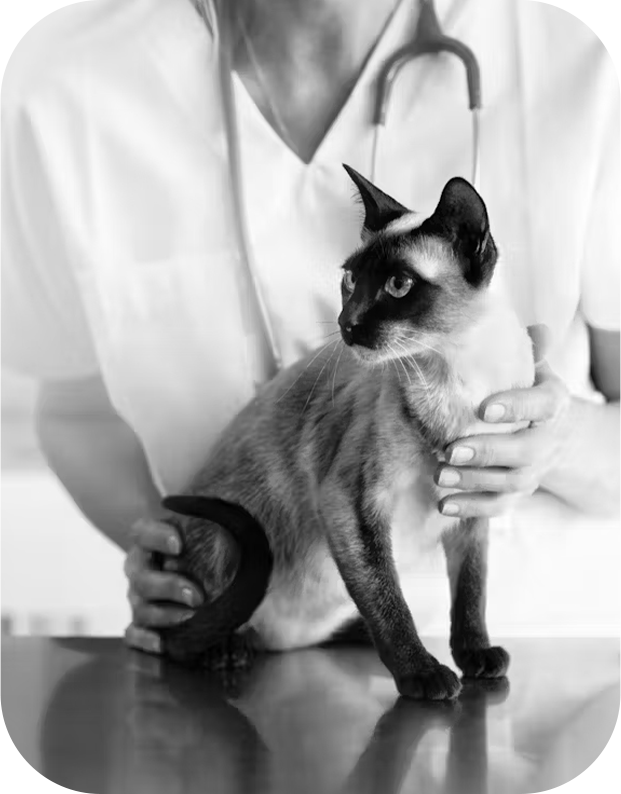 Veterinarian with cat